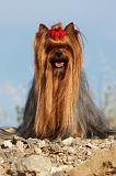 YORKSHIRE TERRIER 547